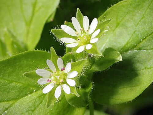 Common chickweed: Common Chickweed ( Stellaria media ) in Nashville, Tennessee. Each flower is approximately 5 mm across. Focus stacked from two images.