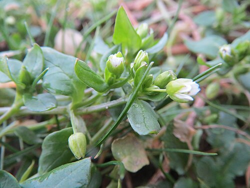 Common chickweed: Gewöhnliche Vogelmiere ( Stellaria media ) bei Reilingen