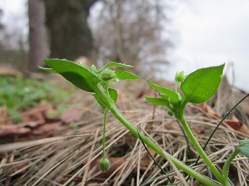 Common chickweed: Gewöhnliche Vogelmiere ( Stellaria media ) bei Reilingen