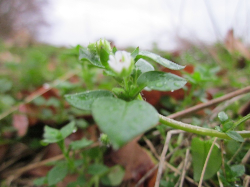 Common chickweed: Gewöhnliche Vogelmiere ( Stellaria media ) bei Reilingen
