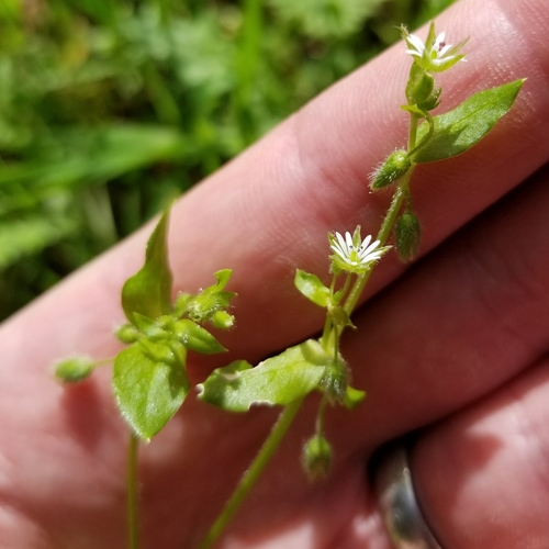 Common chickweed (Stellaria media)
