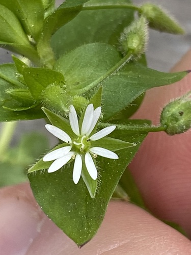Common chickweed (Stellaria media)