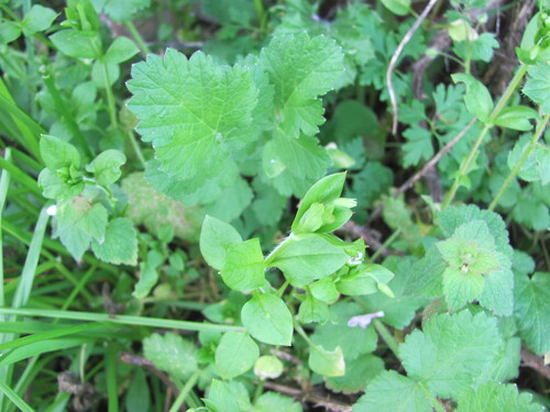 Common chickweed (Stellaria media)