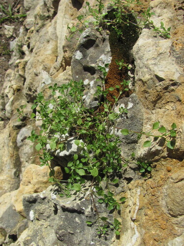 Common chickweed (Stellaria media)
