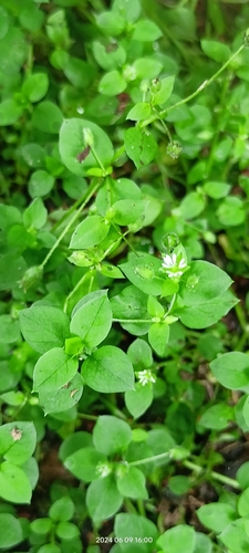Common chickweed (Stellaria media)