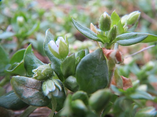 Common chickweed: Gewöhnliche Vogelmiere ( Stellaria media ) bei Reilingen