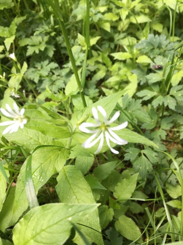 Wood stitchwort (Stellaria nemorum)