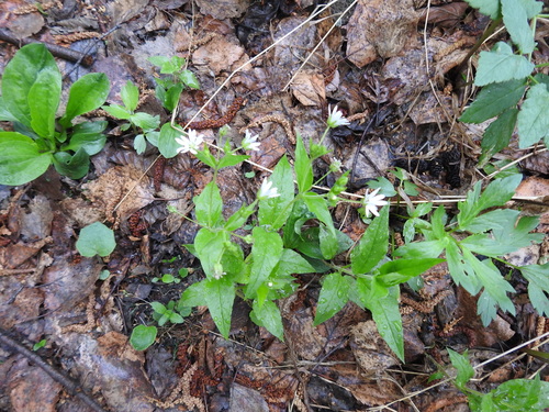 Wood stitchwort (Stellaria nemorum)