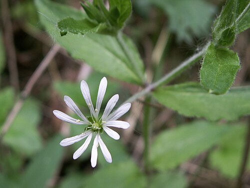Wood stitchwort: Stellaria nemorum