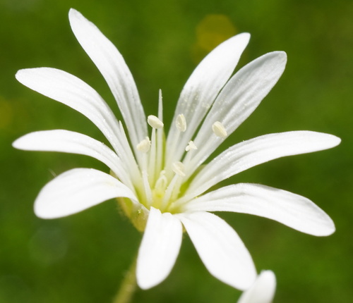 Wood stitchwort (Stellaria nemorum)