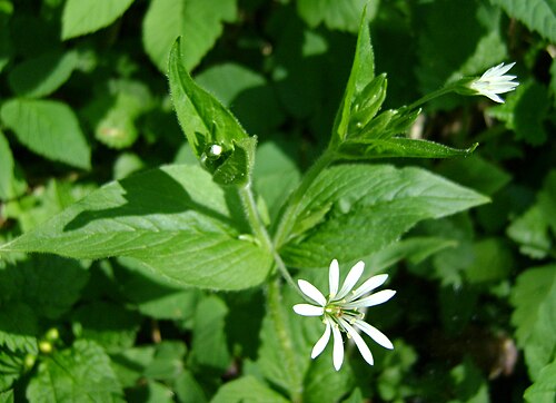 Wood stitchwort: Stellaria nemorum. Recz