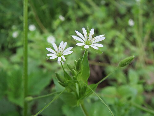 Wood stitchwort: Hain-Sternmiere ( Stellaria nemorum ) im Naturschutzgebiet Marlach