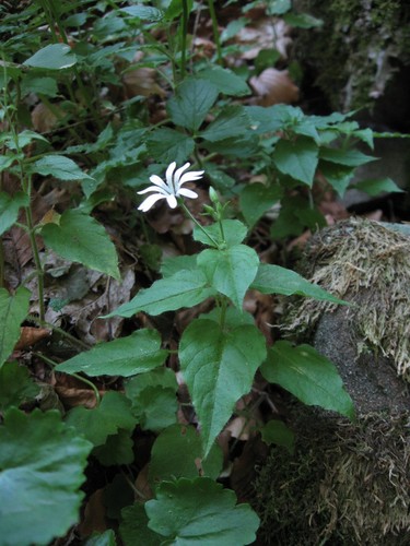 Wood stitchwort (Stellaria nemorum)
