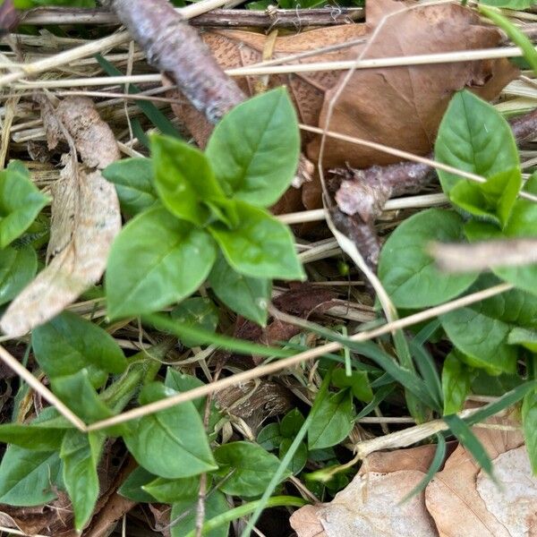 Wood stitchwort (Stellaria nemorum)