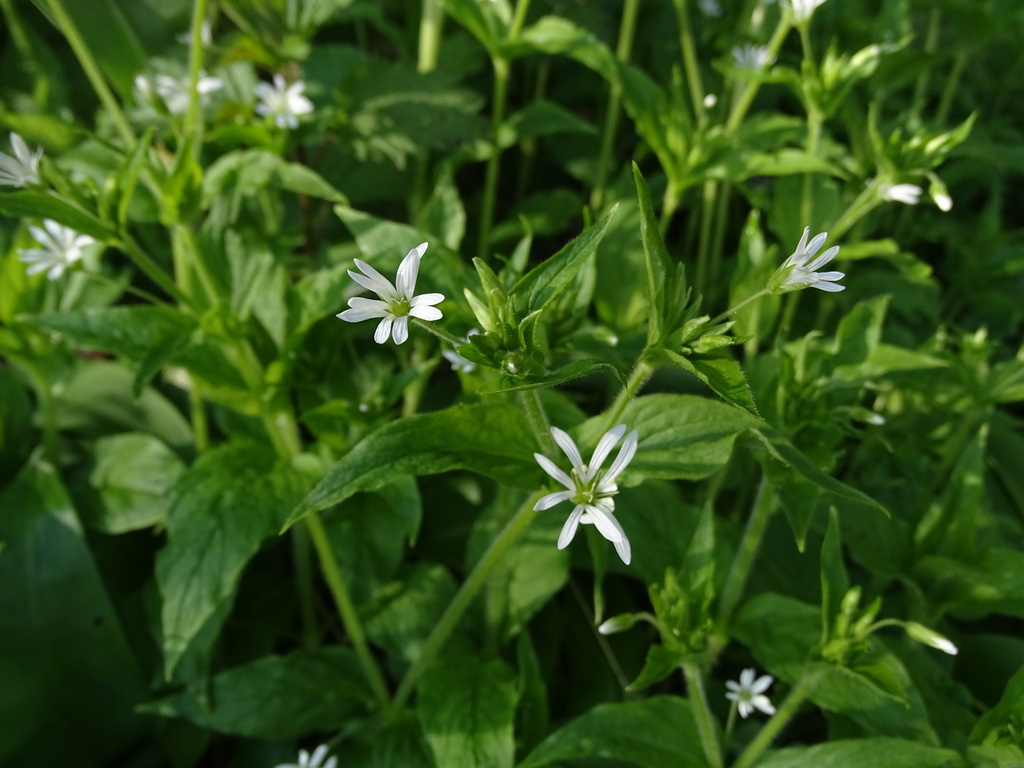 Wood stitchwort (Stellaria nemorum)