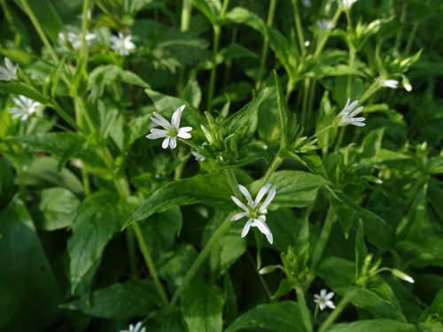 Wood stitchwort (Stellaria nemorum)