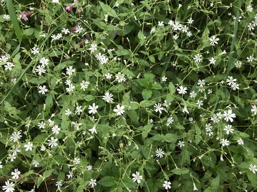 Wood stitchwort (Stellaria nemorum)