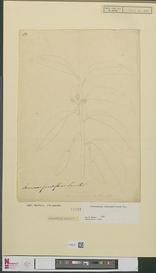 Stemonurus secundiflorus: Stemonurus secundiflorus Blume