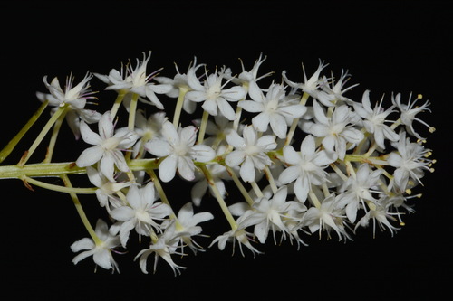 Osceola's plume (Stenanthium densum)