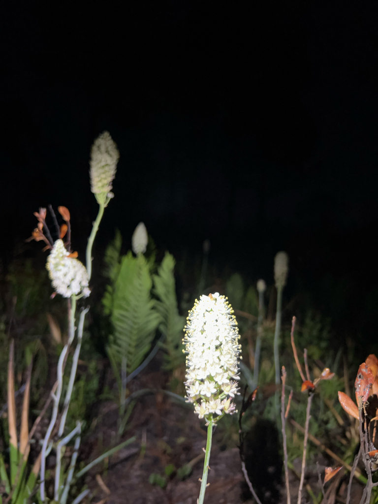 Osceola's plume (Stenanthium densum)