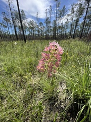 Osceola's plume (Stenanthium densum)