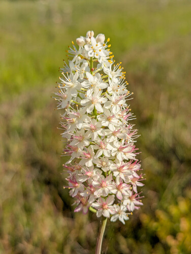 Osceola's plume (Stenanthium densum)