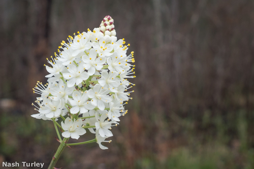 Osceola's plume (Stenanthium densum)