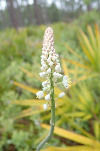Osceola's plume (Stenanthium densum)