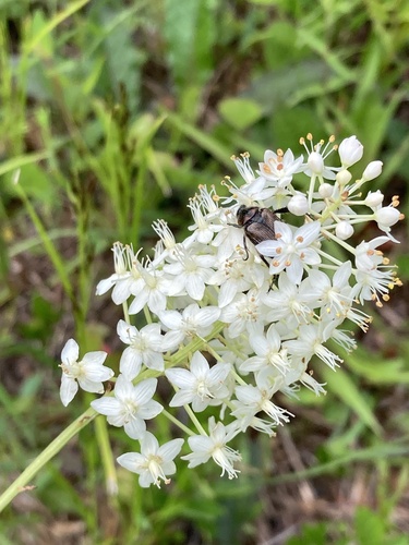 Osceola's plume (Stenanthium densum)