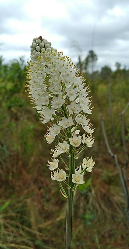 Osceola's plume (Stenanthium densum)
