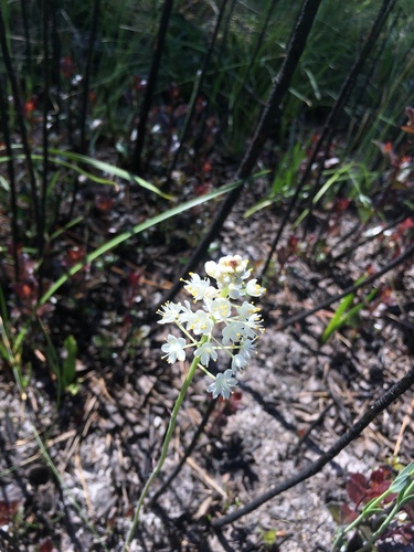 Osceola's plume (Stenanthium densum)