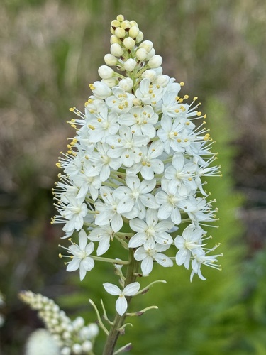 Osceola's plume (Stenanthium densum)