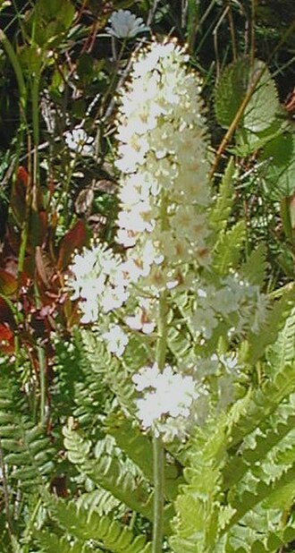 Osceola's plume: Flowerhead of Stenanthium densum (S. leimanthoides, or Zigadenus leimanthoides), in bloom in early August at Dolly Sods Wilderness, West Virginia
