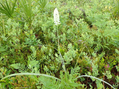 Osceola's plume (Stenanthium densum)