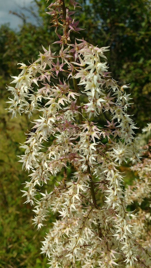 Eastern featherbells (Stenanthium gramineum)