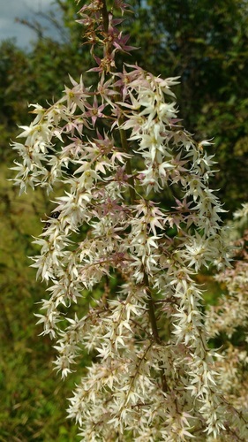 Eastern featherbells (Stenanthium gramineum)
