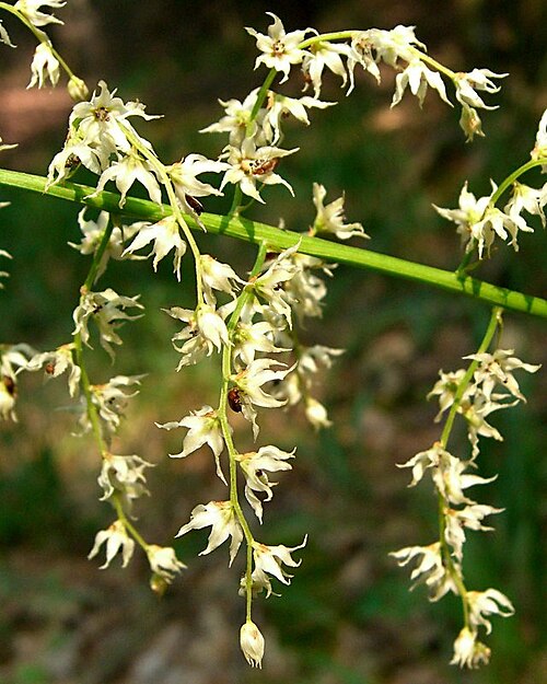 Eastern featherbells: Stenanthium gramineum , Eastern Featherbells, photographed in the Shenandoah Mountains.