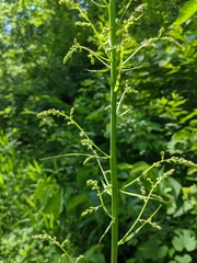 Eastern featherbells (Stenanthium gramineum)