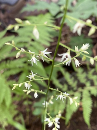 Eastern featherbells (Stenanthium gramineum)