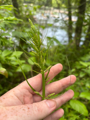 Eastern featherbells (Stenanthium gramineum)