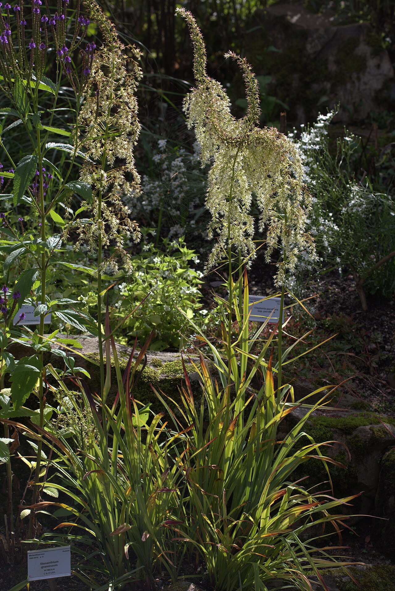 Eastern featherbells: Stenanthium gramineum in Gothenburg Botanical Garden. Plant id: 1960-0016 p U -- Hedeen