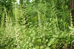 Eastern featherbells (Stenanthium gramineum)