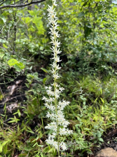 Eastern featherbells (Stenanthium gramineum)