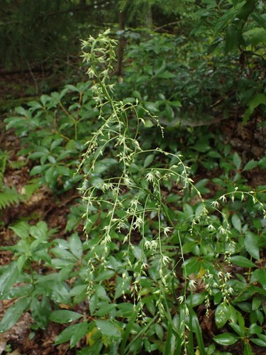 Eastern featherbells (Stenanthium gramineum)