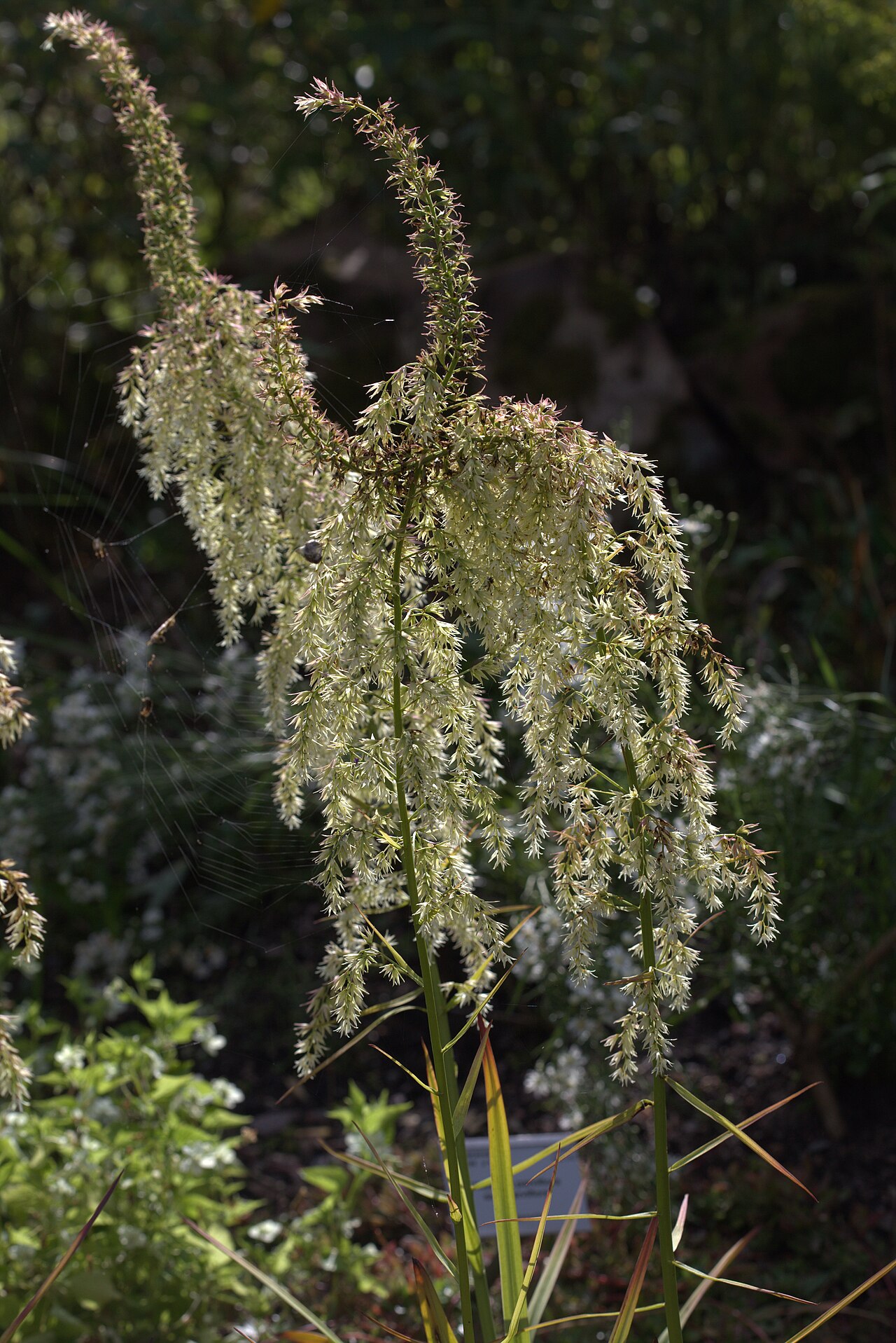 Eastern featherbells: Stenanthium gramineum in Gothenburg Botanical Garden. Plant id: 1960-0016 p U -- Hedeen
