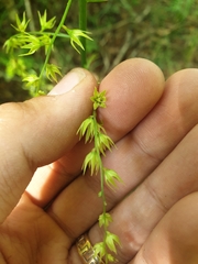 Eastern featherbells (Stenanthium gramineum)
