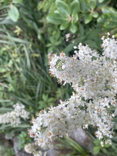 Stenanthium leimanthoides (Stenanthium leimanthoides)