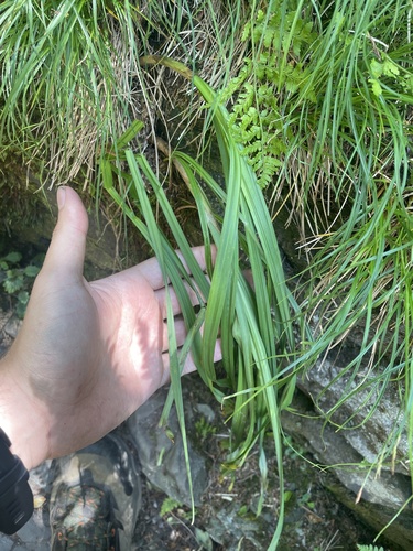 Stenanthium leimanthoides (Stenanthium leimanthoides)