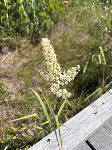 Stenanthium leimanthoides (Stenanthium leimanthoides)