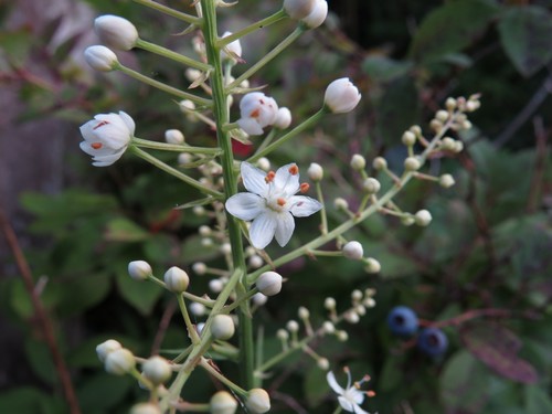 Stenanthium leimanthoides (Stenanthium leimanthoides)